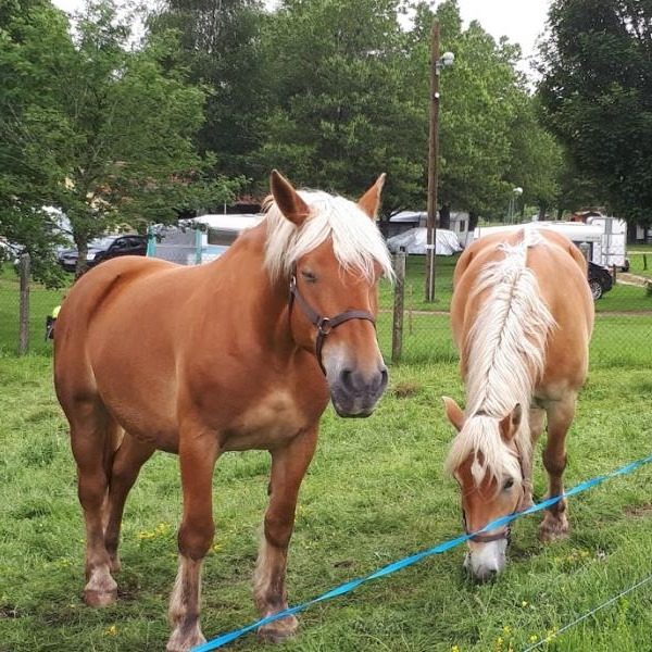 Ferme et Découvertes Animalières